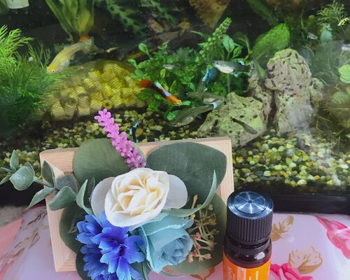 EB92E6B5-E4D5-48CE-AB90-EA7B811200F9